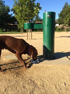 Brodie donates a water bowl to the park!  