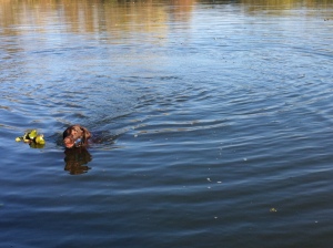 swimming labrador