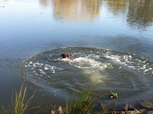 swimming labrador 